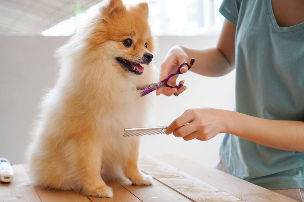 Groom Your Pet