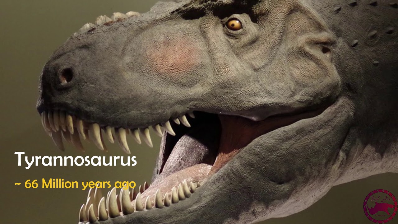 What Dinosaur Has 500 Teeth